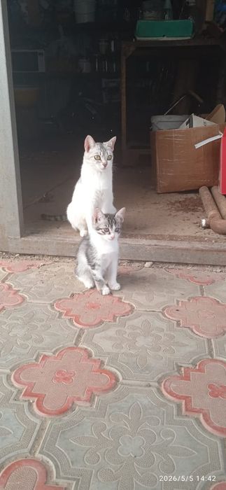 Отдам котят в добрые руки