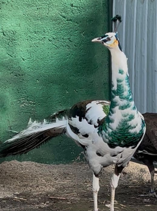 Păuni spalding de vanzare