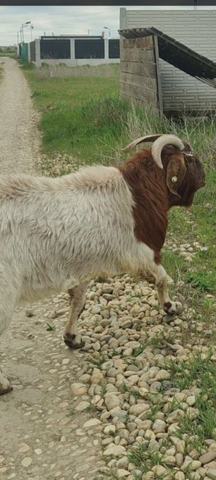 Vând țap Boer de 3 ani și iezii din el