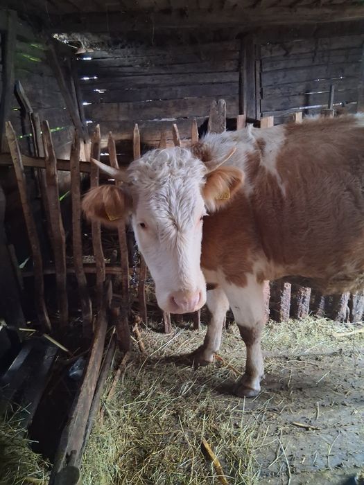 Baltata romaneasca de vanzare