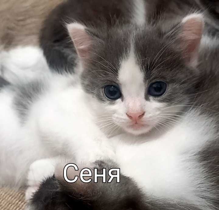 Котята в надёжные руки.