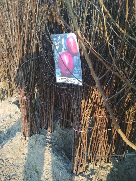 Мевали кучатлар бор. Mevali ko'chatlar sotiladi!