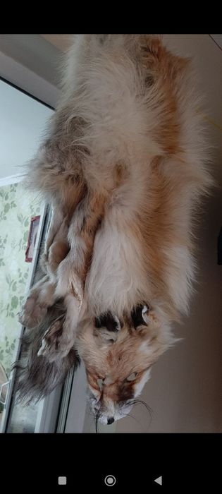 Лиса среднеазиатская