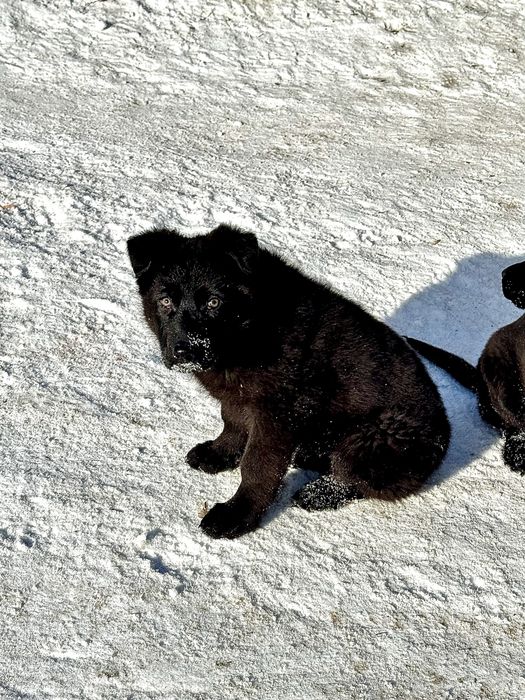 Щенок немецкой овчарки