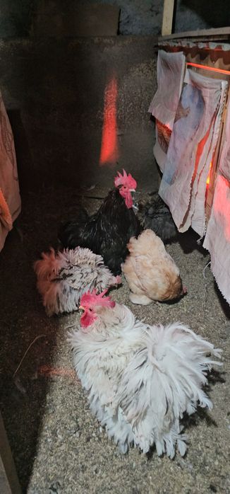 Срочно! Карликовые кохинхины!