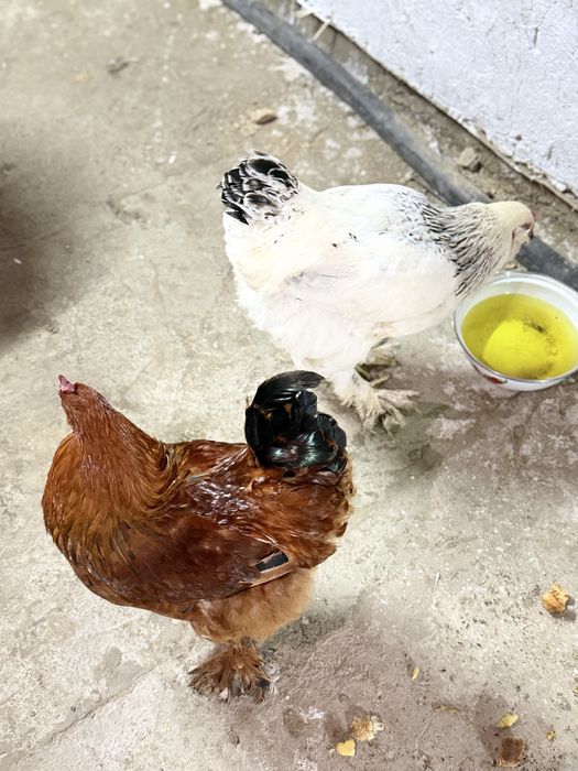 брама сатылады..