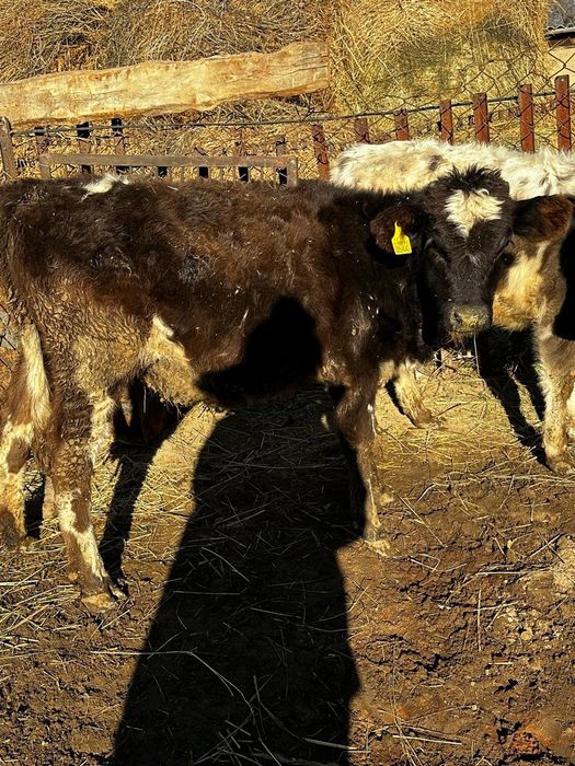 Продам телят ...