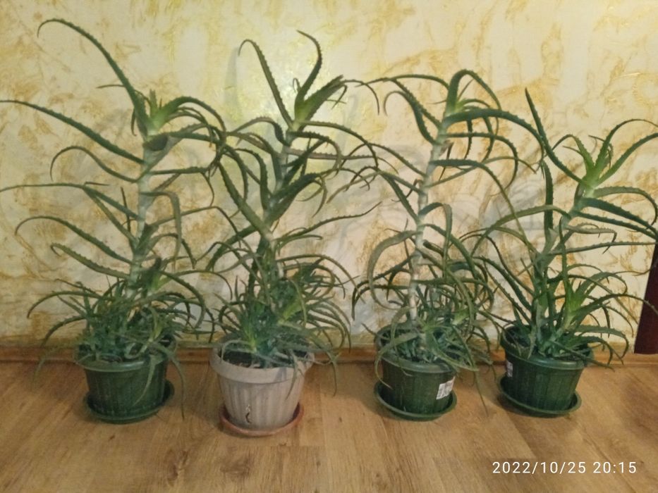 Продам Алоэ 6 лет