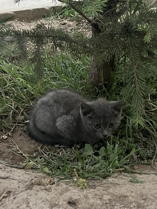 Отдам котят в хорошие руки