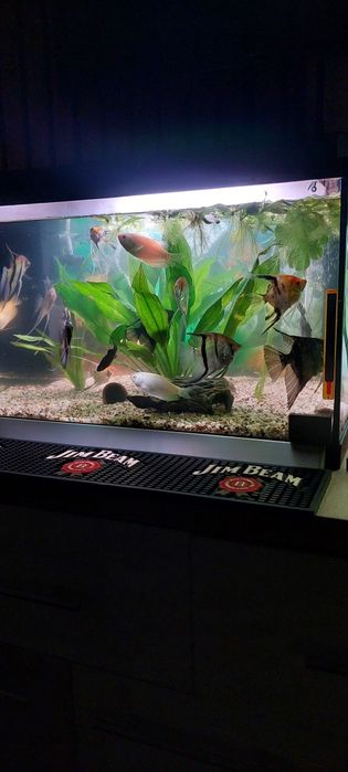 Vind Acvariu Complect Echipat + Pesti Scalari