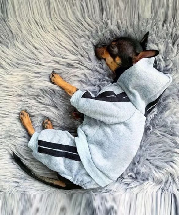 одежда для чихуахуа/тойтерьеров