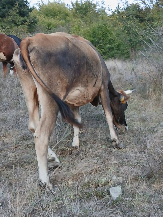 Продават се две юници на първо отелване