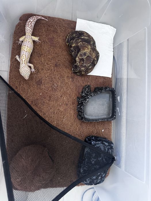 Эублефар с терарриумом