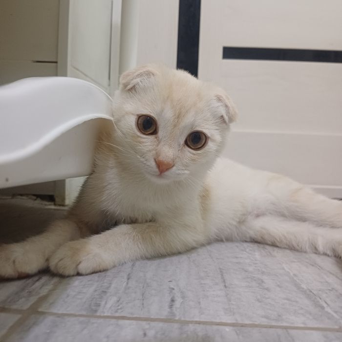 Ищем добрые и руки для котёнка