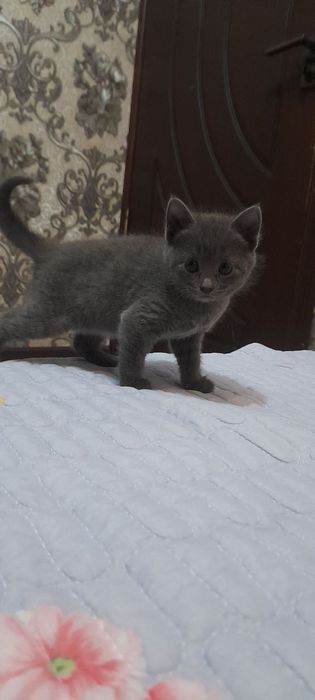 Продаётся котята шотландцы девочки и мальчики