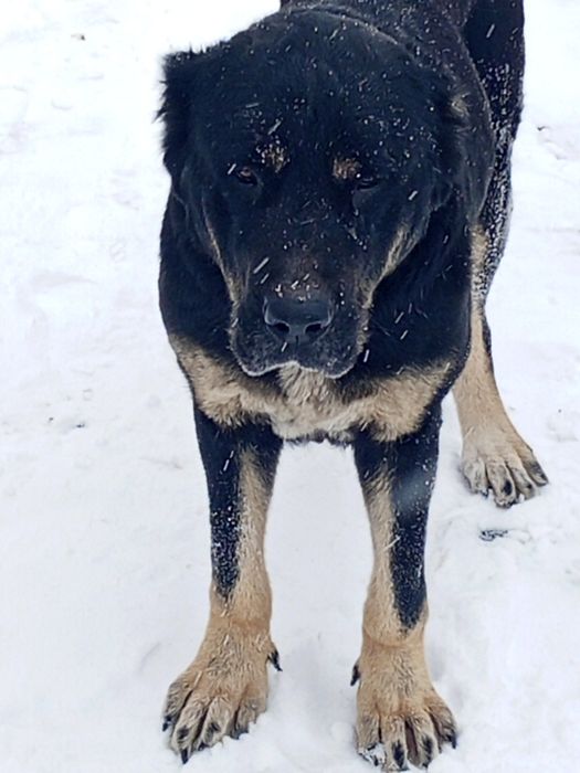 Алабай күшіктерр