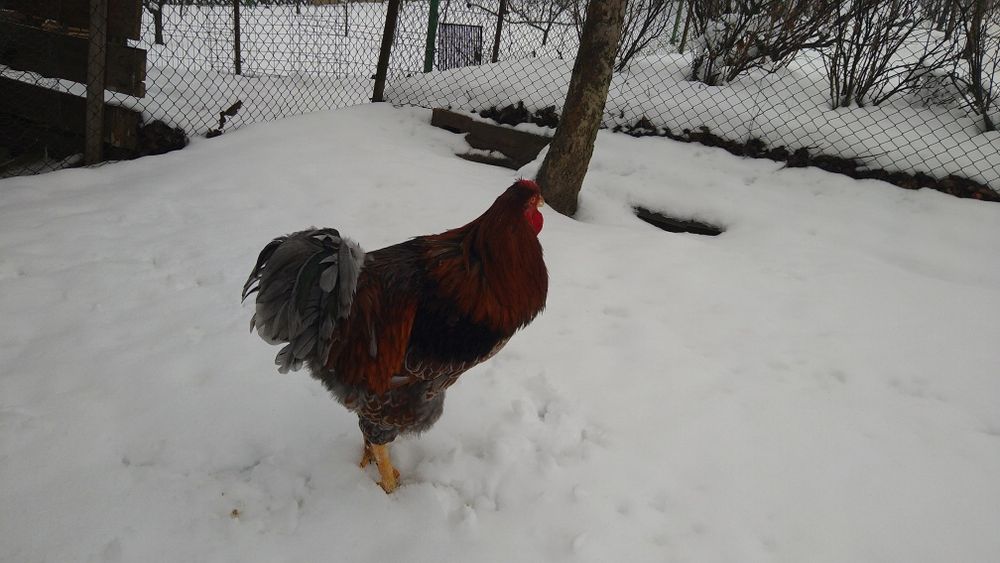 Cocos wyandott rosu albastru