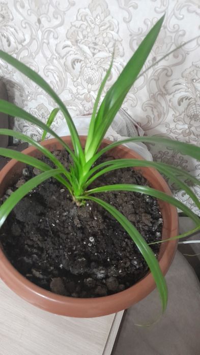 Продам цветок хлорофитум