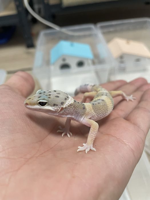 Эублифары геконы