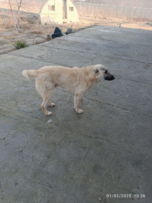 It toza Kangal 5 oylik kuchik