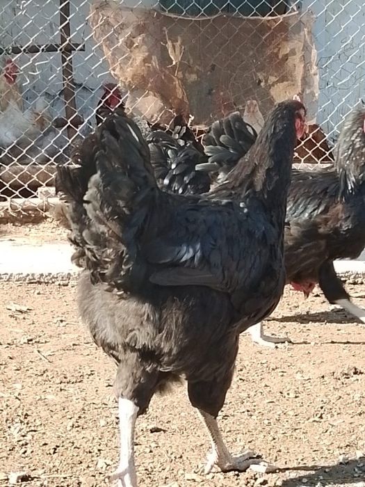 Джерсийский гигант петушки