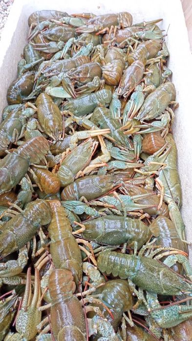 Вареные раки в расоле