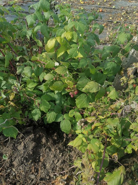 Butasi de zmeură 2lei firu