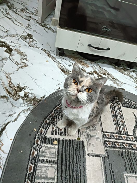 Кошку дарам отдам