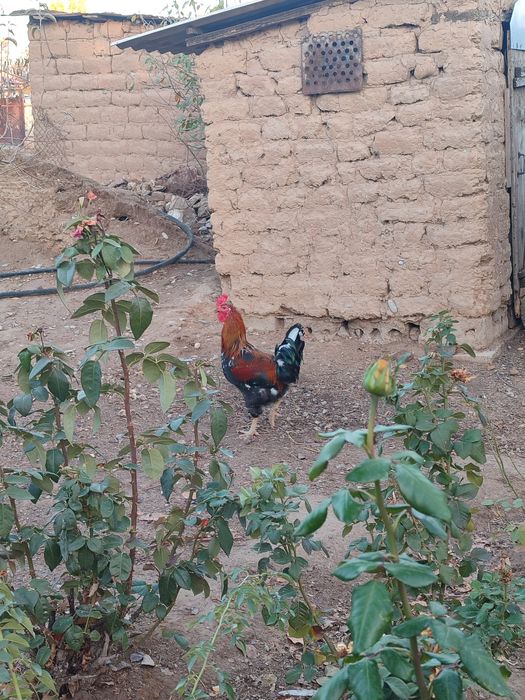 Осы 2 қораз сатылады