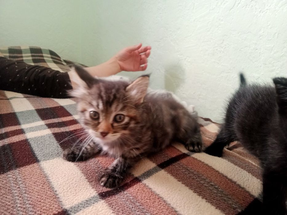 Отдам котят в добрые руки