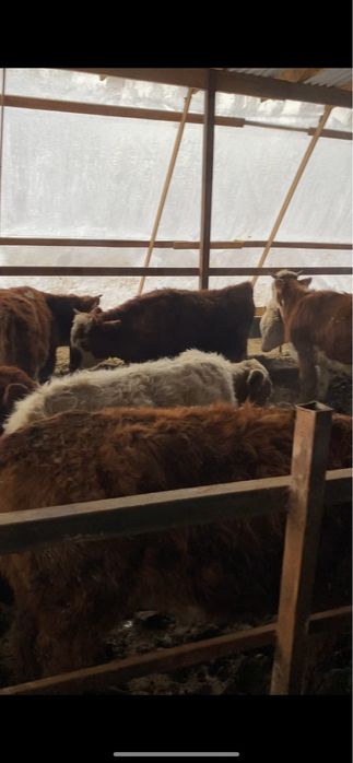 Патсостар 21 бас 2ай 28 кун жемде тур……..