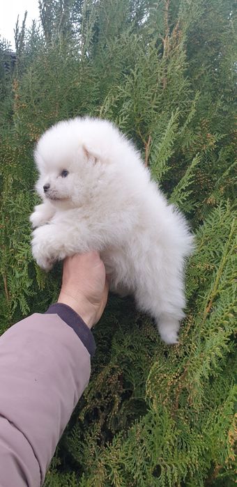 Померан померанче