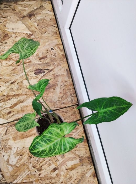 Комнатные цветы продажа