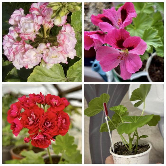 Пеларгония укорененные черенки