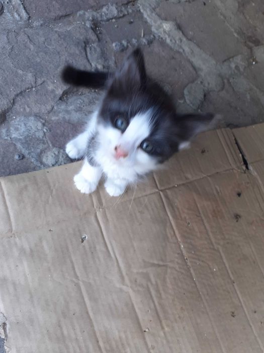 Подарявам две мъжки котета