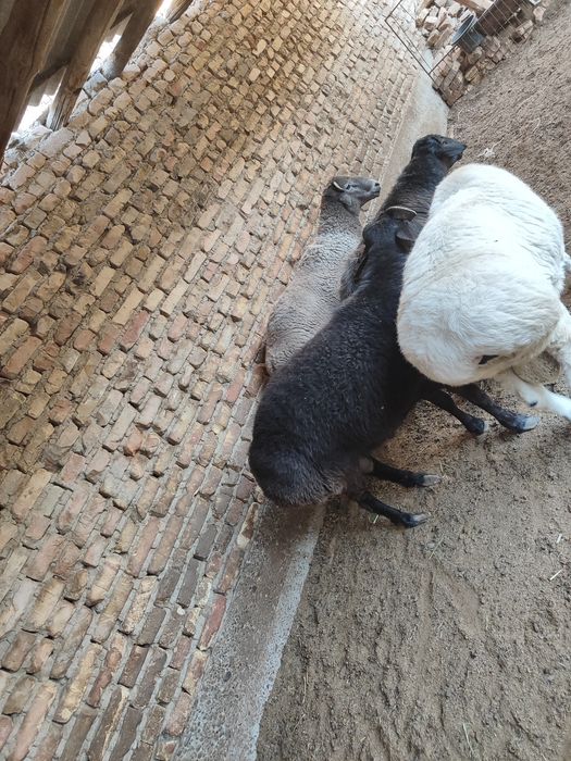 Qo'chqorlar sotiladi tezda badani semiz yeyishi