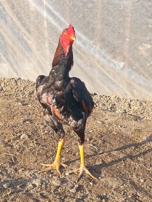 Дакан шөже қораз