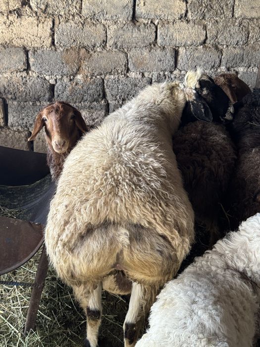 Қошқар 2,5жасар,баран