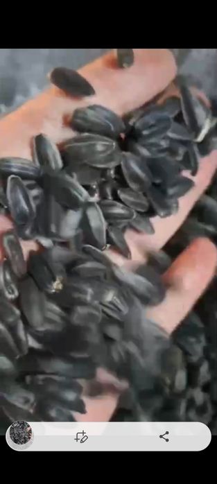 Сафлор!Зерновой чат.