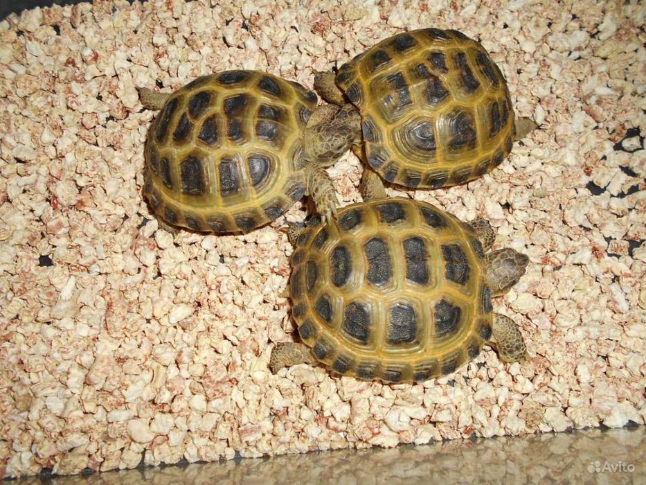 Черепаха toshbaqa 24/7 xar xil bor