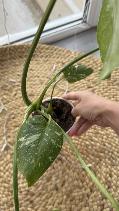 Продам монстера Тайское созвездие