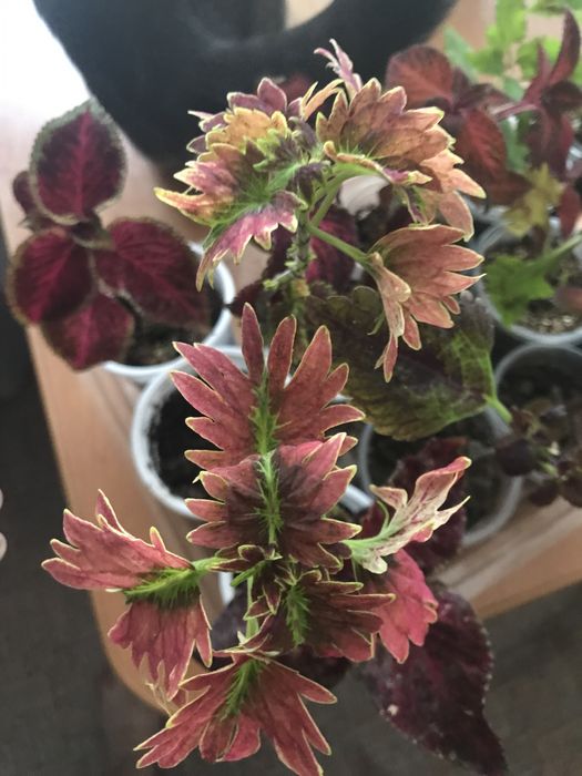 Продам укоренённые колеусы