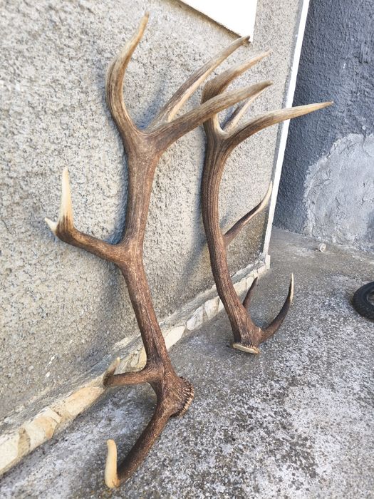 Чифт рога от елен, трофей