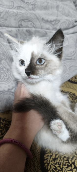 Отдам котенка в добрые руки