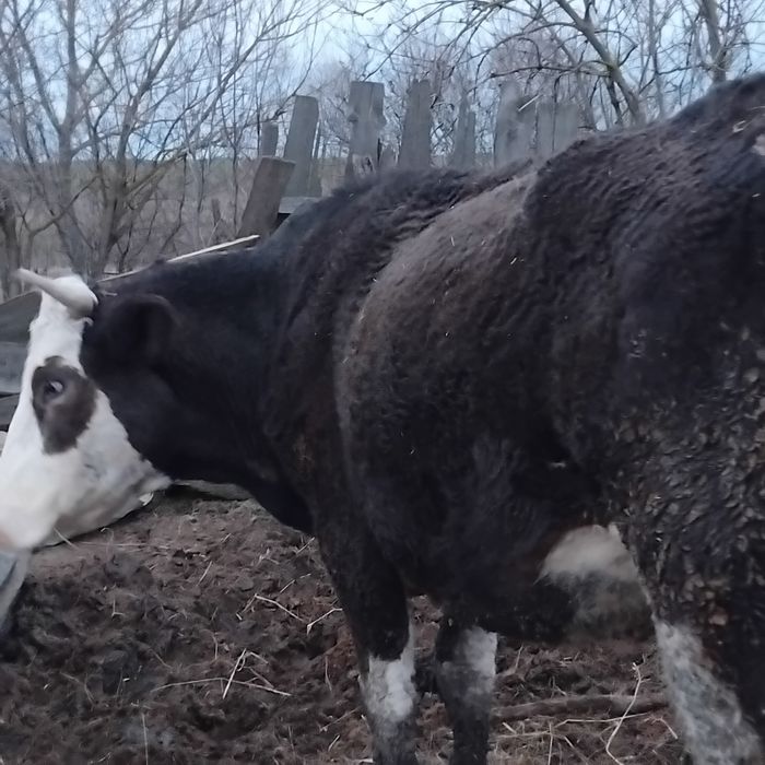 Vand vaca la a doua fatare