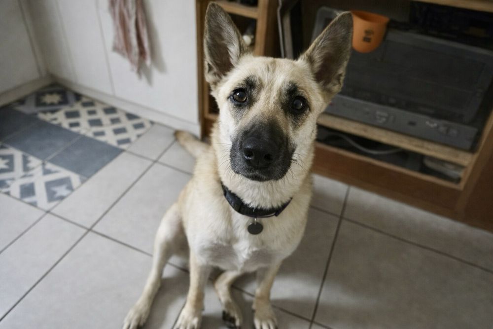 Пес Арчи — молодой и очень добрый