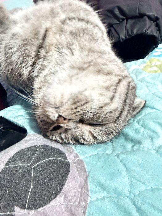 Вислухая кошка сотилади