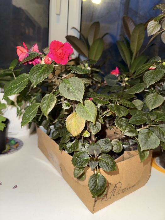 Продам комнатные цветы