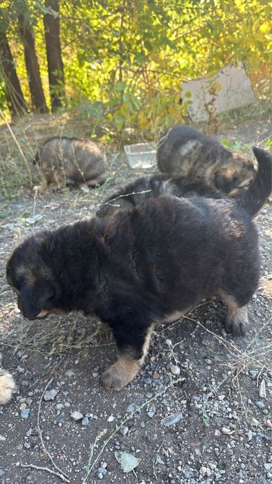 Отдам щенят, мальчики и девочка