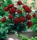 Pomi ornamental  trandafiri  pomisor